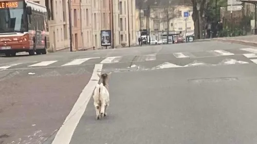 Le Mans : une chèvre divague en centre-ville 