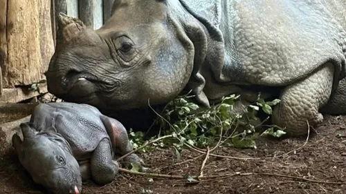 Carnet rose à Cerza : naissance d'un adorable rhinocéros indien 