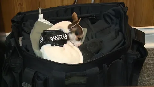 Caen : un homme vole un chiot en pleine rue 