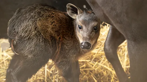 Au ZooParc de Beauval, la naissance d'un petit céphalophe à dos jaune