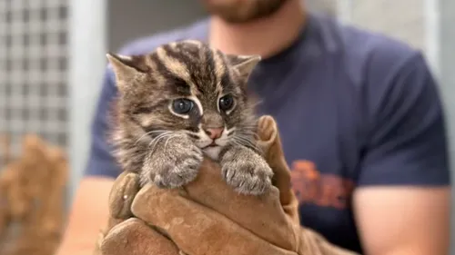 Zoo de La Flèche : naissance de deux chatons pêcheurs