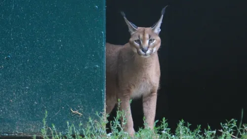Le caracal du Refuge de l'Arche va mieux