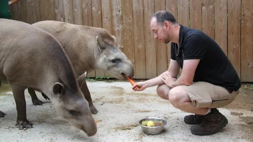 Incendies : le CERZA accueille des pensionnaires du zoo du bassin...