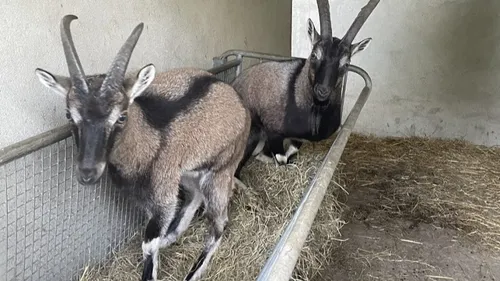 A Saint-Fort, le Refuge de L'Arche accueille sept nouveaux...