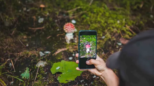 Cueillette des champignons : attention aux applications 