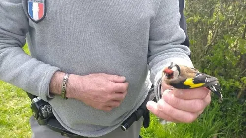 Thiron-Gardais : il détenait une dizaine d'oiseaux protégés