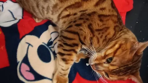 Calvados : ce chat est de retour à la maison, deux ans après avoir...