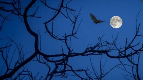 A la découverte du monde mystérieux des chauves-souris