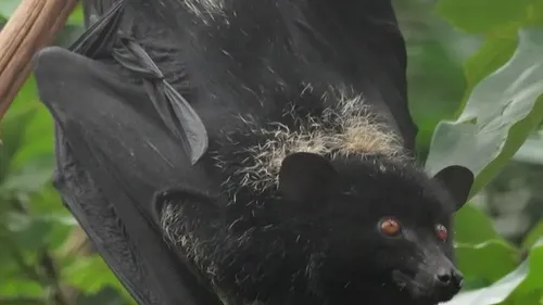 Une chauve-souris géante des Comores vient de naître à Biotropica