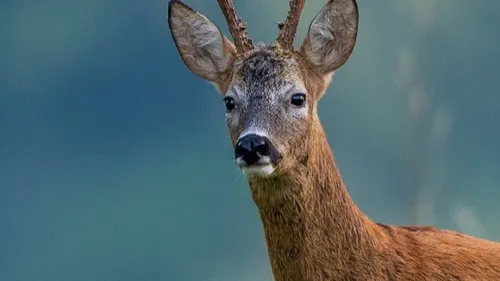 Sarthe : un chevreuil tombe dans une piscine