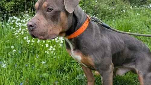 Prince, le chien abandonné en plein soleil, disponible à l’adoption