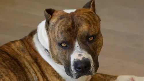 Vernon : enfermé dans une voiture en plein soleil, un chien "entre...