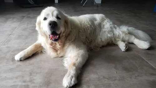 Chiens guides : "Mon animal, un membre de la famille à part entière"