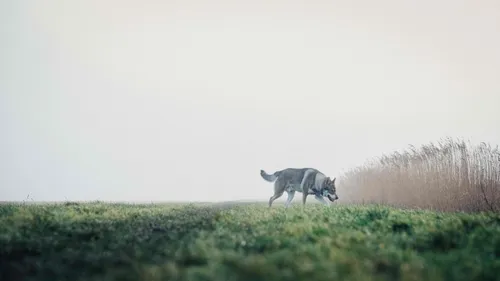 Un loup aperçu en Sarthe ? Non, "Pogo" !
