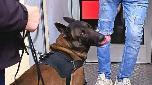 Le Mans : deux individus en garde à vue pour trafic de stups