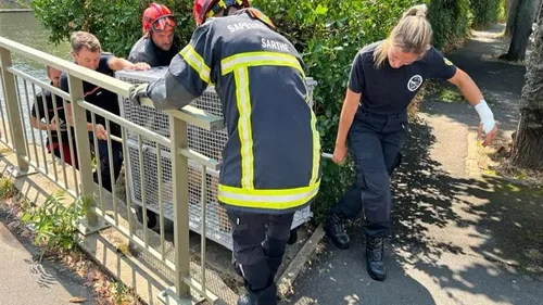 Au Mans, les pompiers repêchent un chien dans la Sarthe