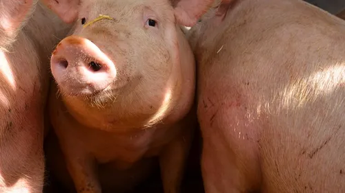 Une stèle pour les cochons morts sur la D55 à Chérancé ?
