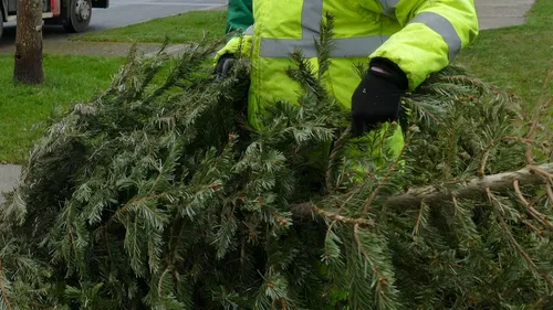 Où déposer son sapin de Noël à Nogent-le-Rotrou ? 