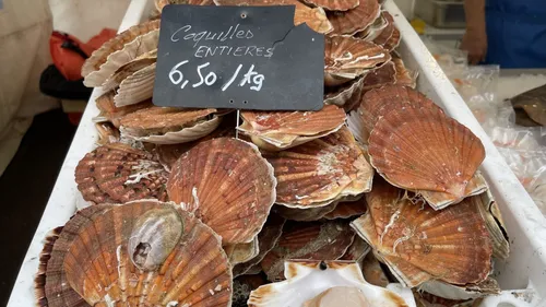 Ouverture de la pêche à la coquille Saint-Jacques en Normandie, une...