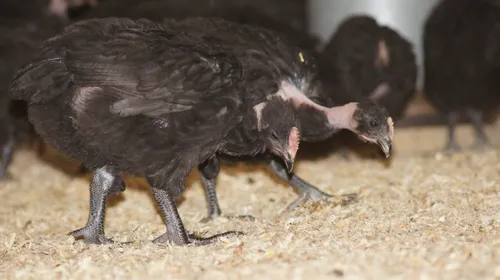 Grippe aviaire : "Avec le confinement, le bien-être animal n’est...