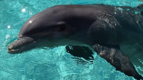 One Voice s'oppose au "delphinarium déguisé" que projette le...