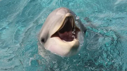 Les dauphins de "Marineland" viendront bien dans le Loir-et-Cher