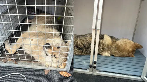 Ménilles : les deux derniers chiens errants ont été capturés