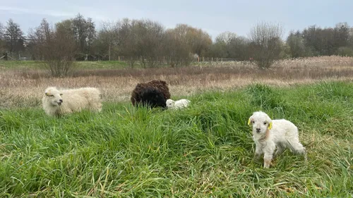 Quand les moutons remplacent les tondeuses en Sarthe