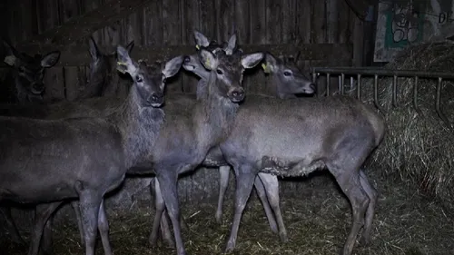 L214 demande l'arrêt de l'abattage des cerfs à Courbeveille