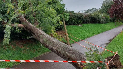 Sablé-sur-Sarthe : les érables de la route du Mans seront abattus