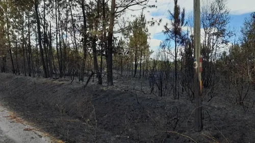 Feux de forêt au sud du Mans : les évacués peuvent rentrer chez eux