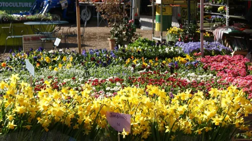 Lisieux : la foire aux arbres et aux plantes, 565e du nom