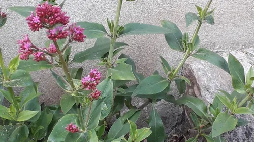 Falaise : un concours photo consacré aux herbes folles