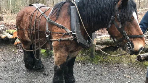 A Darnétal, la traction animale réintroduite dans le bois du Roule