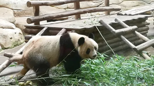 ZooParc de Beauval : un nouvel espoir de panda se profile à l’horizon