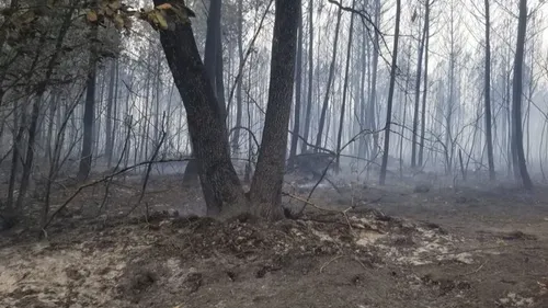 Incendies dans le Médoc : plus de 3 200 hectares détruits