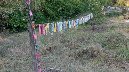 Le Mans : qui veut parrainer un arbre au jardin de la Tavannerie ?