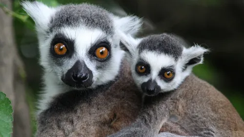 Spaycific'Zoo annonce plusieurs naissances exceptionnelles