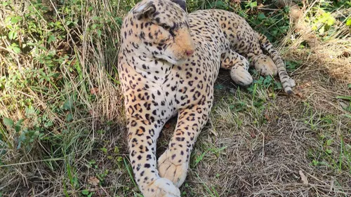 Intervention des gendarmes normands pour un léopard... en peluche