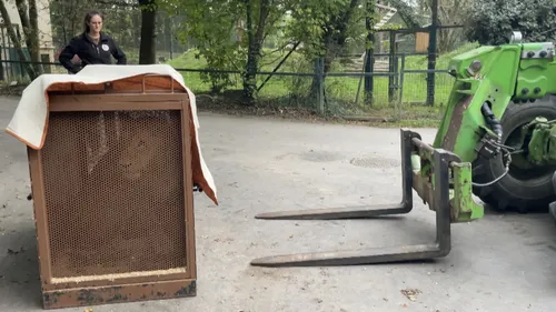 Saint-Fort : la lionne Lina accueillie au Refuge de L'Arche