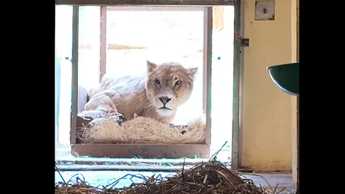 Inadaptée au cirque, Mérani arrive au Refuge de l'Arche