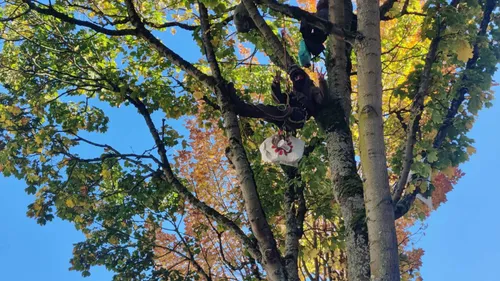 Le Mans : il se suspend à un arbre menacé d’abattage