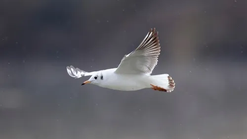 Influenza aviaire : des mouettes touchées à La Ferté-Bernard et à...