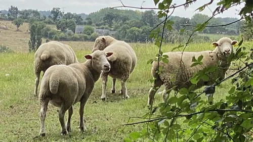 Fièvre catarrhale ovine : une douzaine de cas suspects en Mayenne