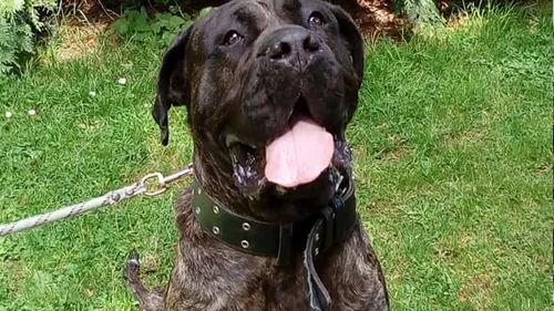 Eure : il violait la chienne, sa femme filmait