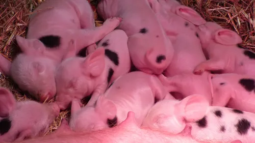 Le Mans : de nouvelles naissances à L'Arche de la Nature