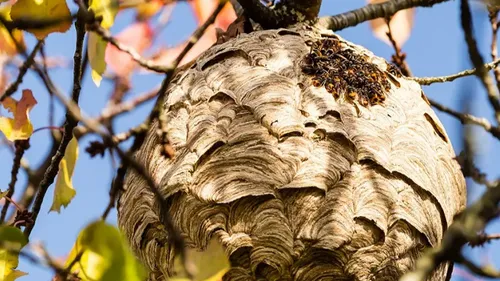 Frelons asiatiques : des pièges distribués gratuitement dans...