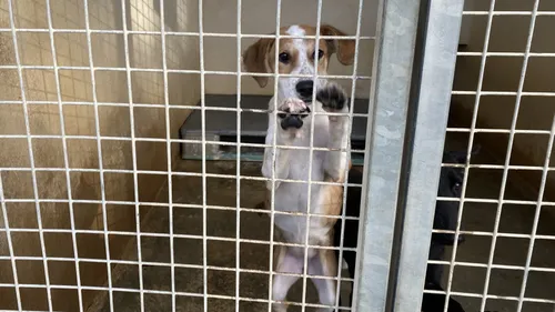 La SPA de Verson organise son Noël des animaux ce week-end