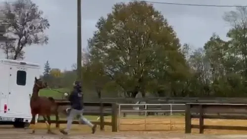 Violences sur des chevaux en Sarthe : One Voice a saisi le tribunal...