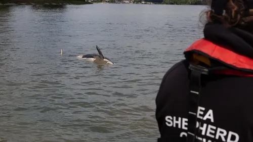 Orque morte dans la Seine : les tentatives de sauvetage ont-elles...